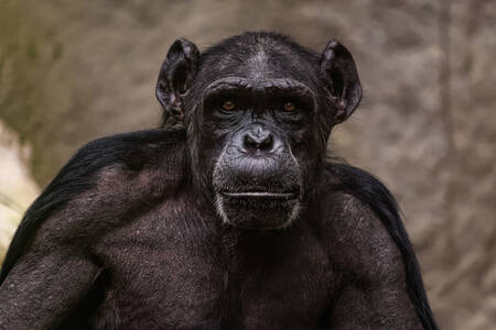 Самец шимпанзе