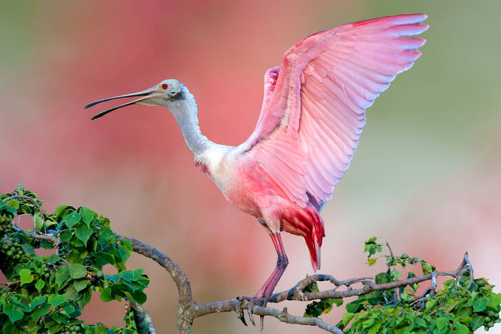 Roze lepelaar op een boom