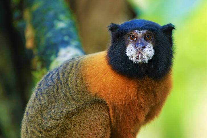 Gouden tamarin