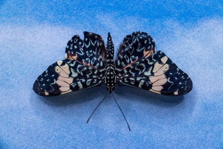 Exotic butterfly on a blue background