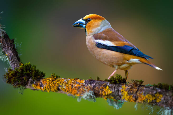 Hawfinch on a branch