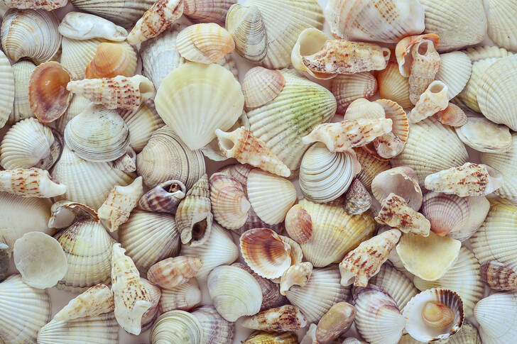 Various seashells