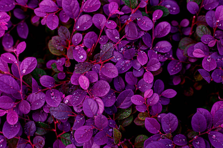 Bush with purple leaves