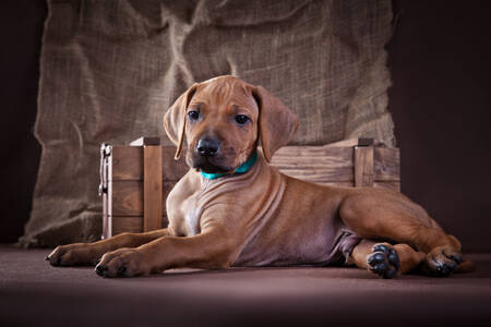 Rhodesian Ridgeback valp