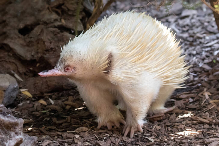 White echidna