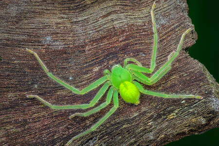 Grüne Spinne