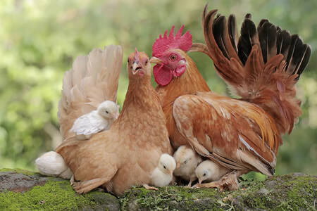 Gallina, gallo y pollitos