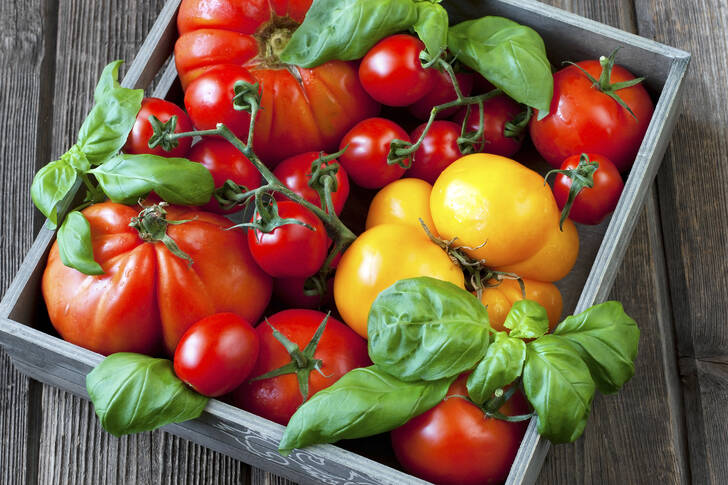 Tomatoes and basil in a wooden crate