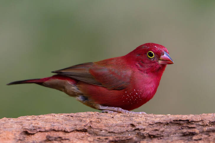 Rode vink