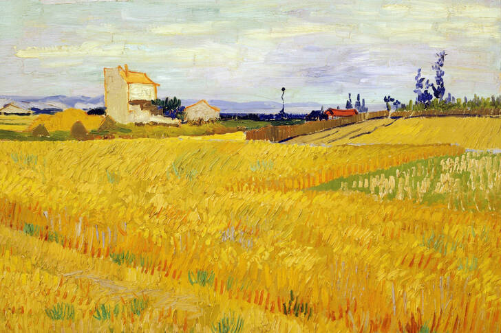 Vincent van Gogh: "Weizenfeld"