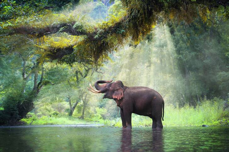 Elefante salvaje en la jungla