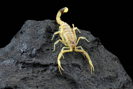 Scorpion on a stone