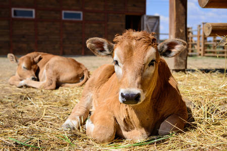 Крави във фермата