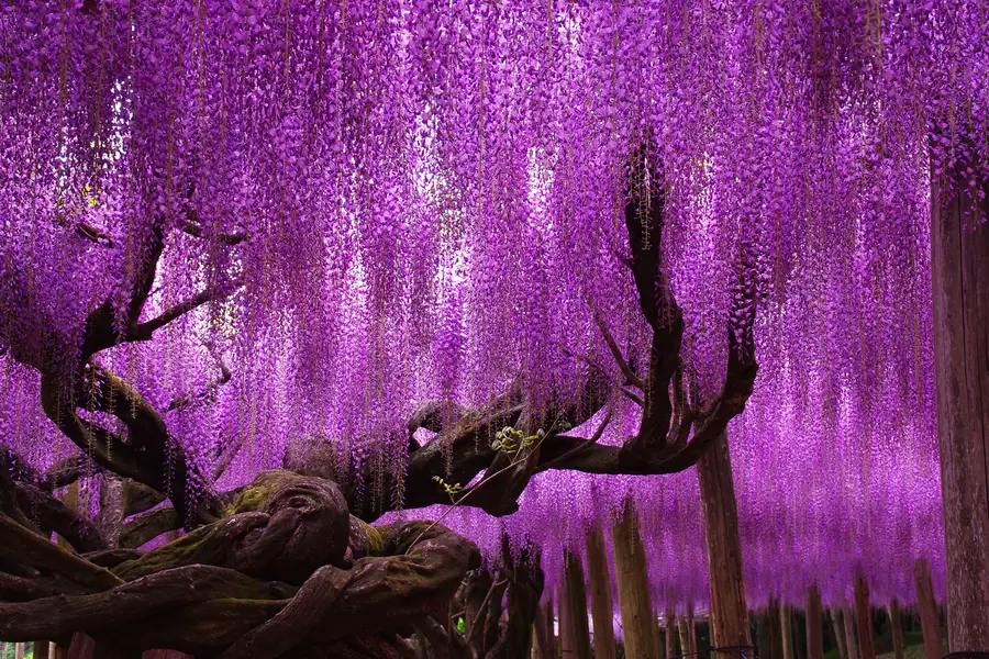 Δέντρα Wisteria