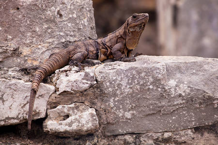 Iguana on stones