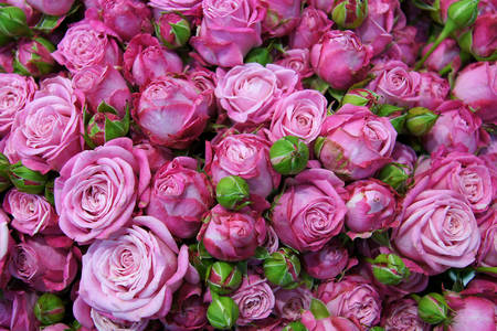 Ružičaste ruže