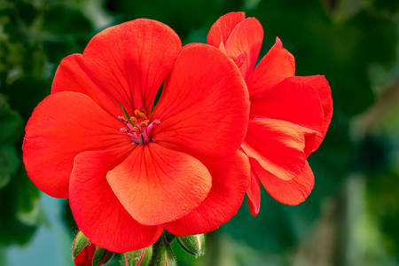 Kırmızı sardunya çiçeği