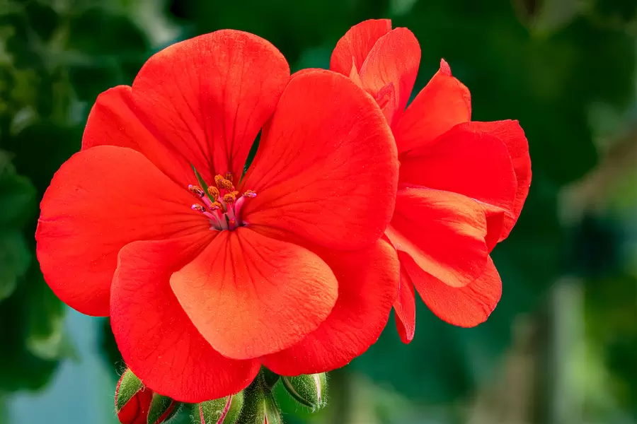 Flor de gerânio vermelho