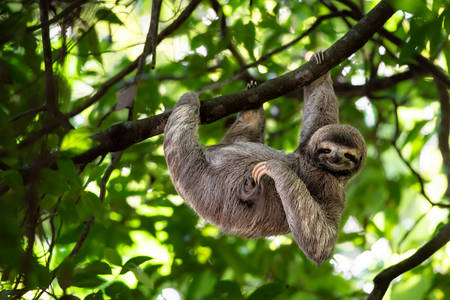 Sloth on a branch