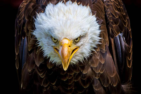 Bald eagle on black background