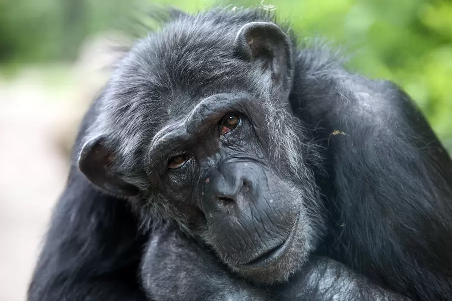 Chimpanzé