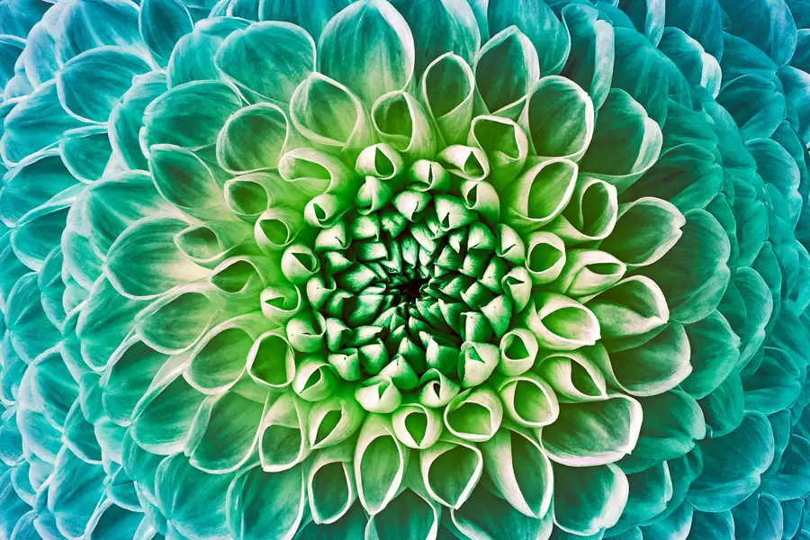 Dalia turquesa