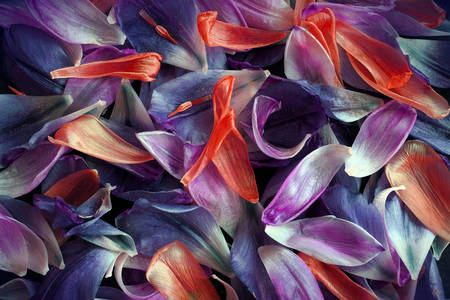 Płatki tulipanów
