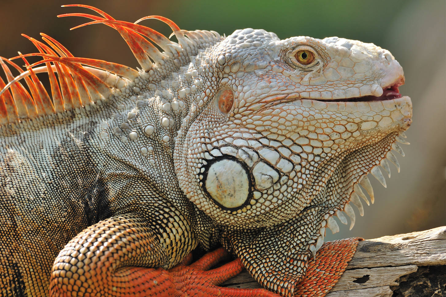 Iguana on a log Jigsaw Puzzle (Animals, Reptiles) | Puzzle Garage