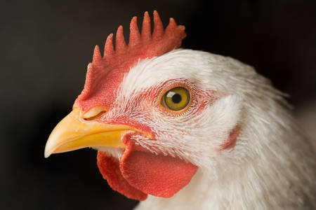Portrait de poulet