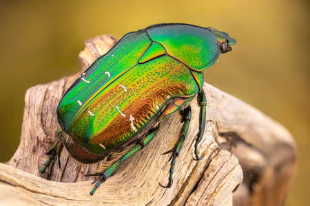 Rainbow beetle on a branch