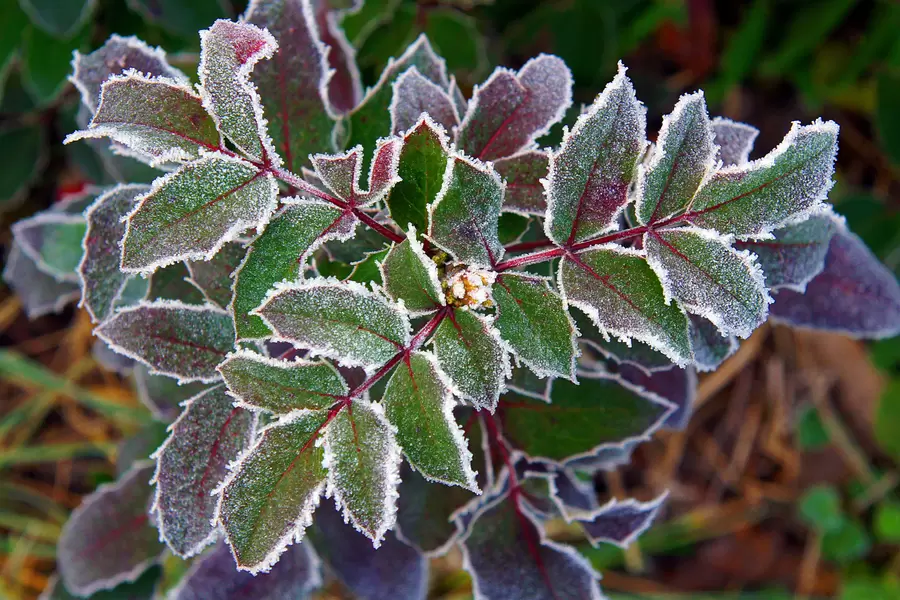 Mahonia holly in hoarfrost