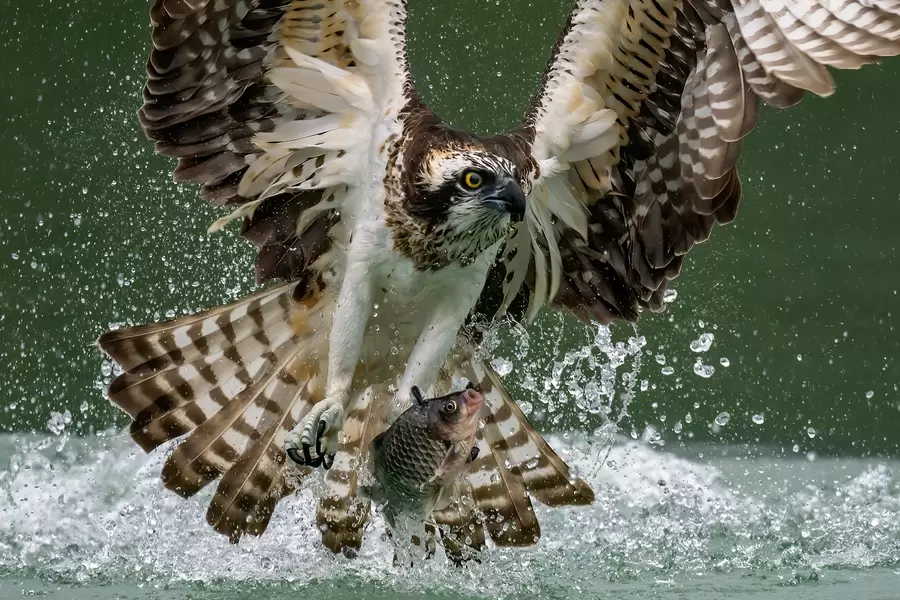 Visarend vogel