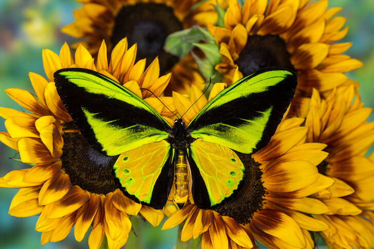 Yellow butterfly on a sunflower