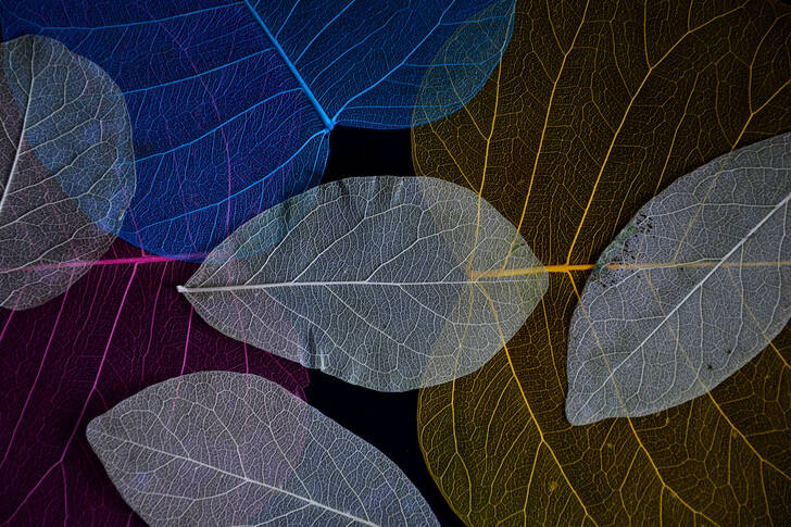 Transparent leaves on a dark background