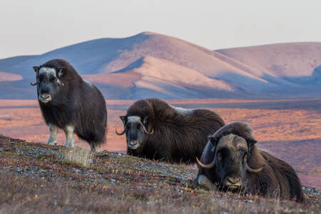 Musk oxen in the mountains