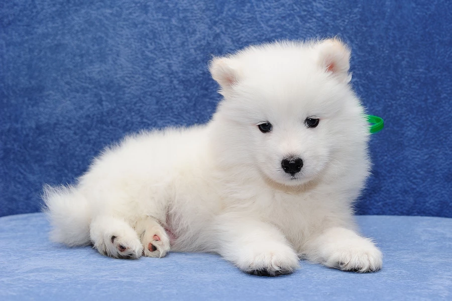 Cachorro samoyedo