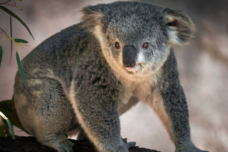 Δενδρόβιο ζώο της αυστραλίας