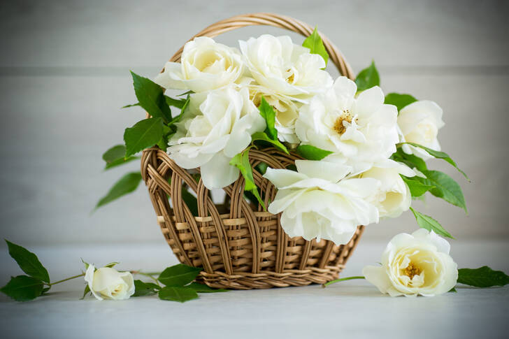 Fehér rózsák az asztalon