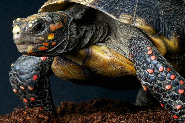 Rotfußschildkröte