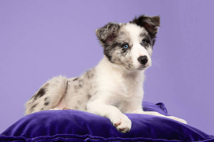 Border collie puppy on a pillow