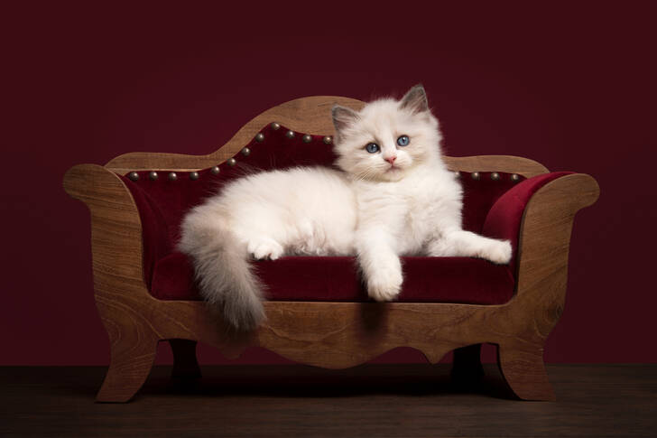 Mačić na sofi