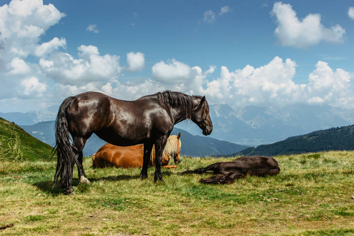 Cavalos em um prado alpino