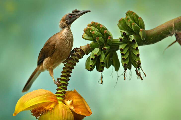 Vogel op een bananenboom