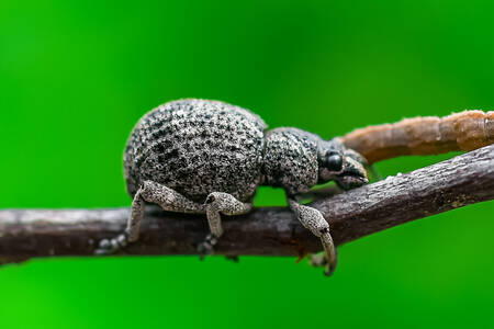 Weevil on a branch