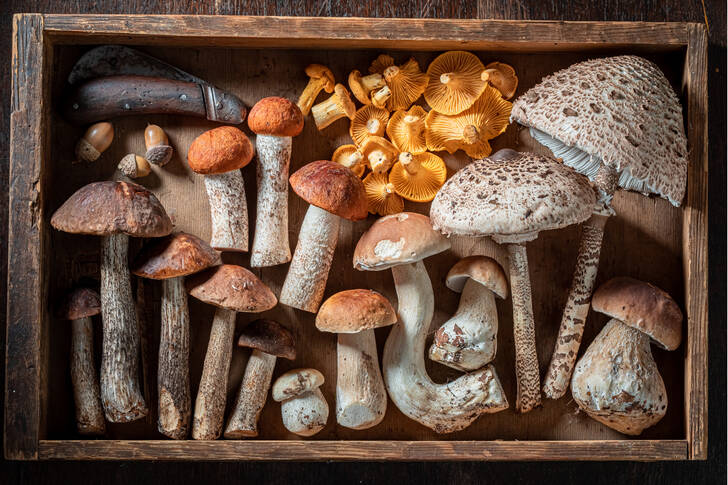 Mushrooms in a wooden box
