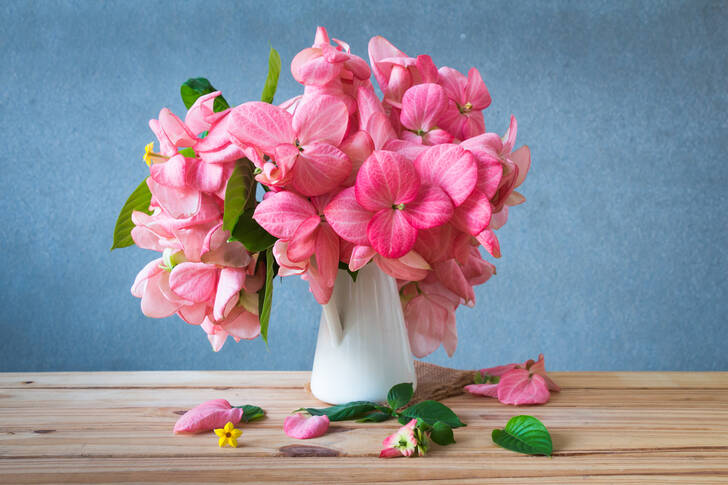 Hortensia rosa en un jarrón