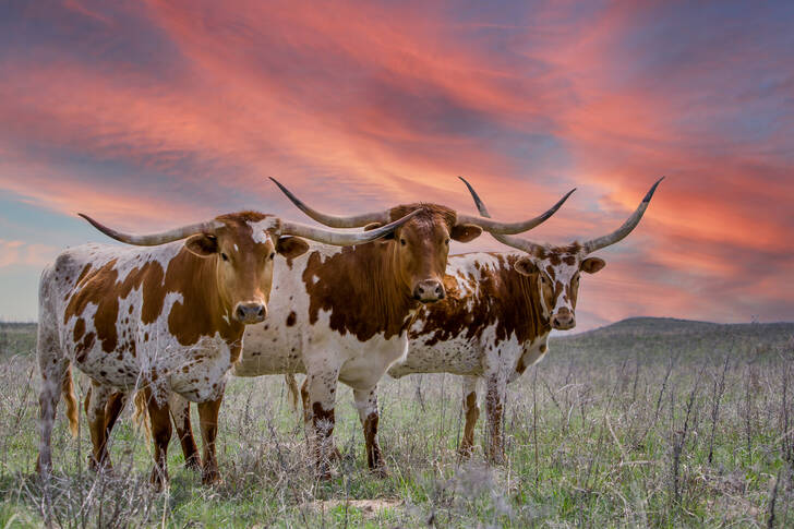 Longhorns do Texas