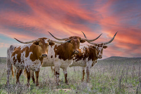 Longhorns du Texas