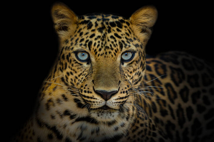 Leopardo de ojos azules