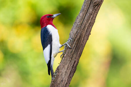 Red-headed woodpecker on a tree